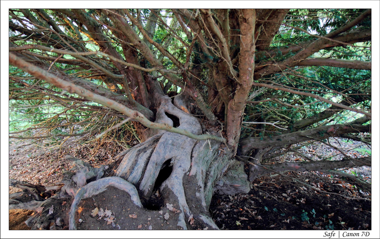 2011 - 01 - Warwick Castle 020